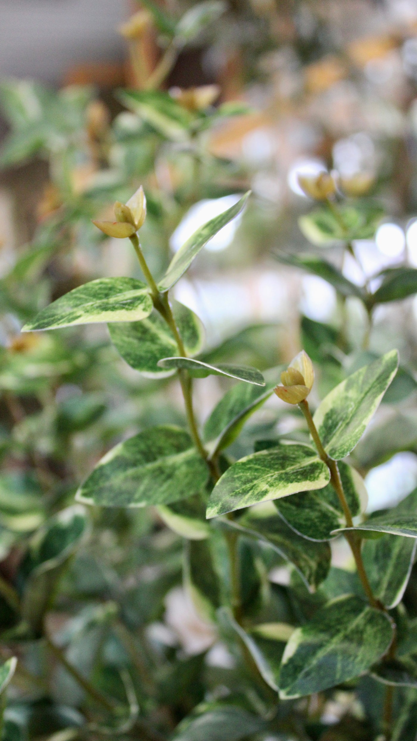 Ruscus Spray