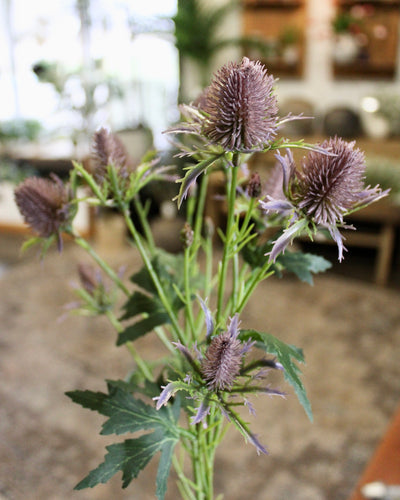 Purple Thistle Spray
