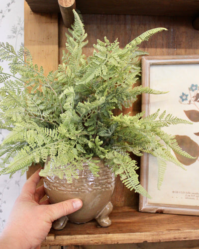 Potted Lace Fern