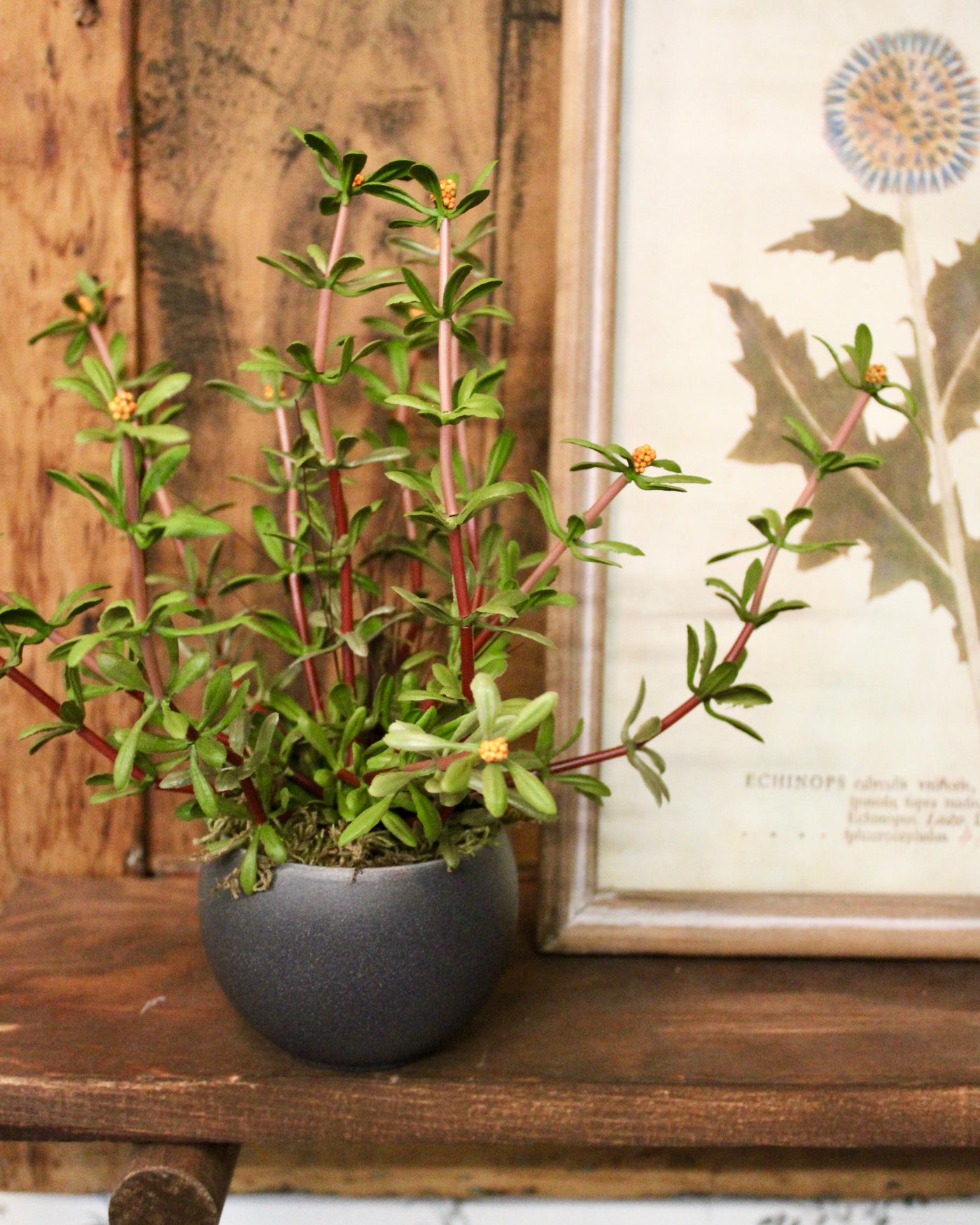 Mini Potted Purslane Plant
