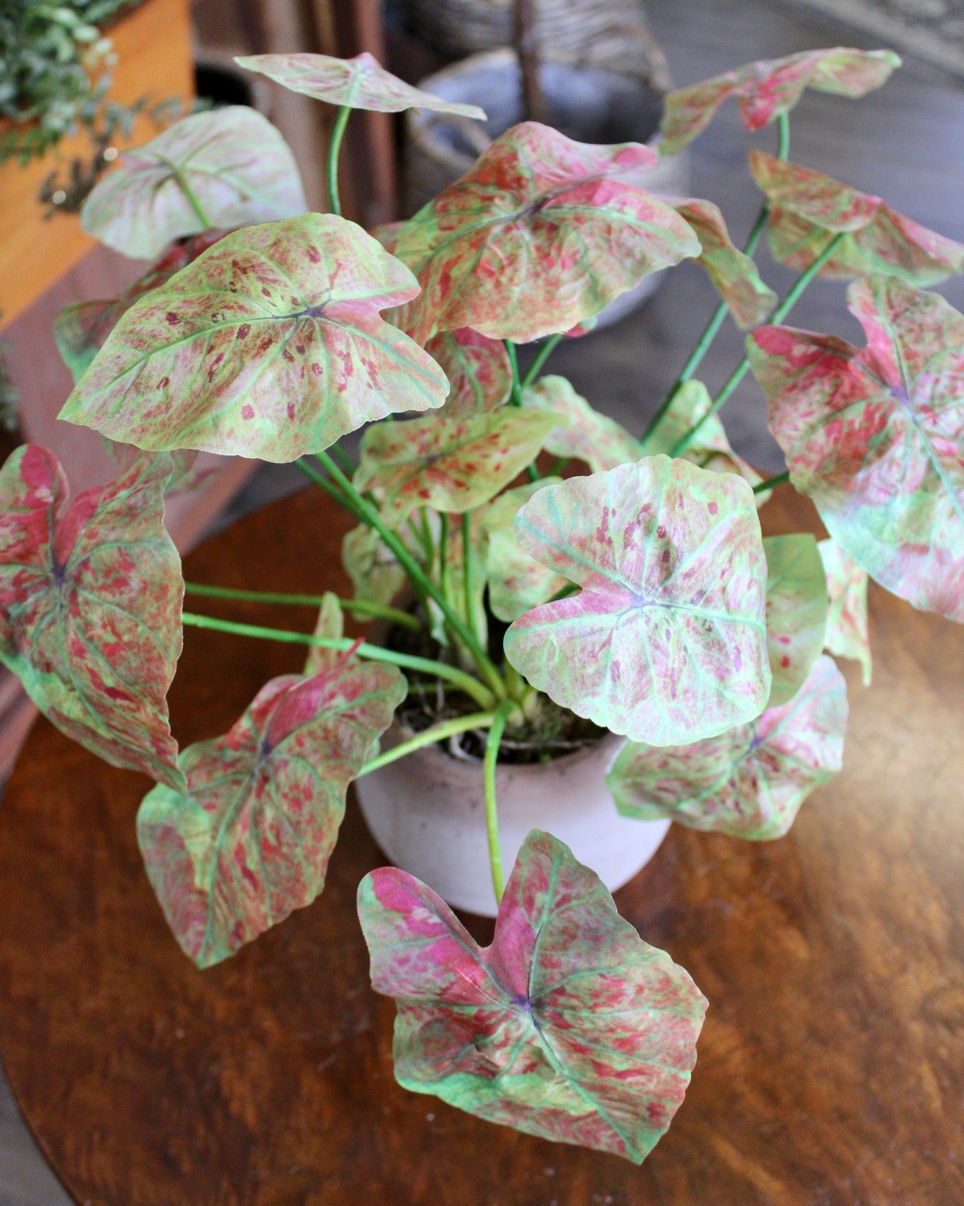 Pink Caladium Bush