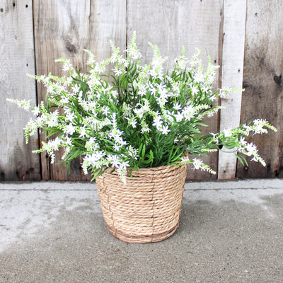 Sweet Veronica Bush White