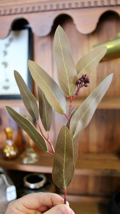 Brown Willow Eucalyptus Stems