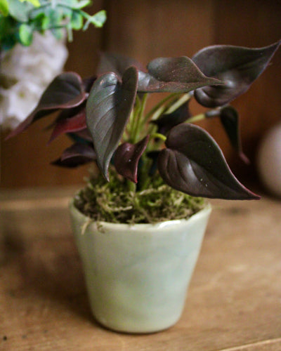 Rosemary Mini Pot