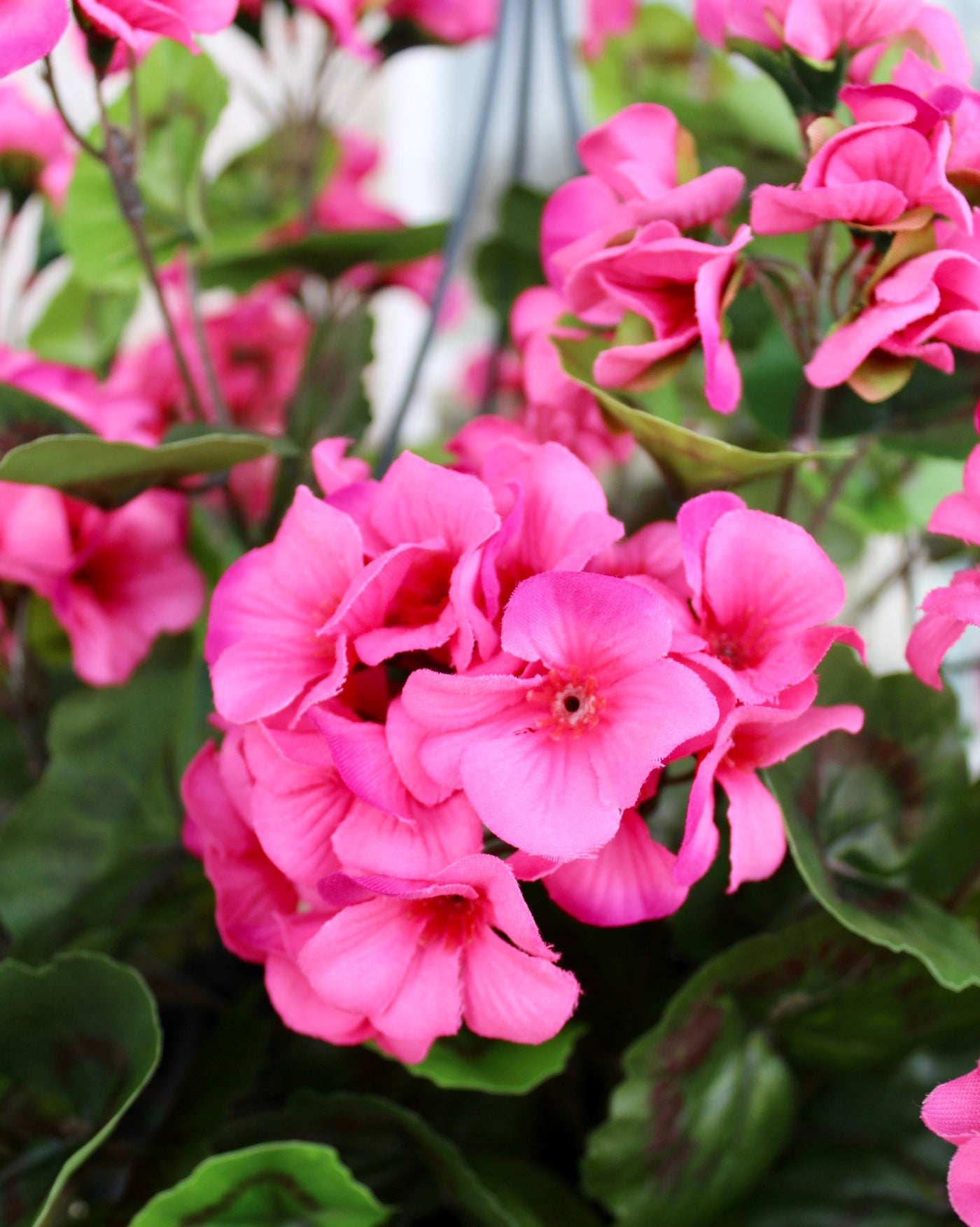 Upright Geranium Hanging Basket