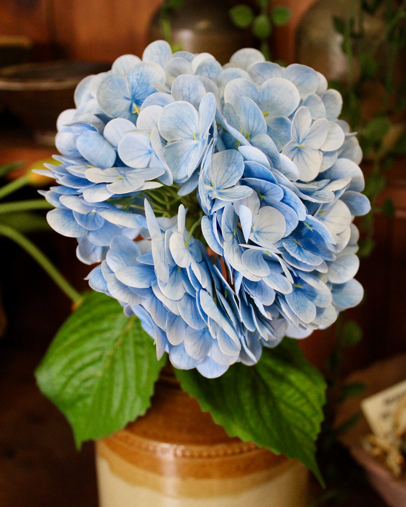 Powder Blue Hydrangea Stem