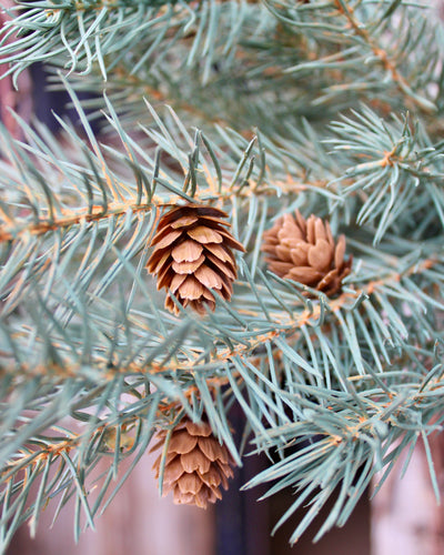 Colorado Spruce Bush