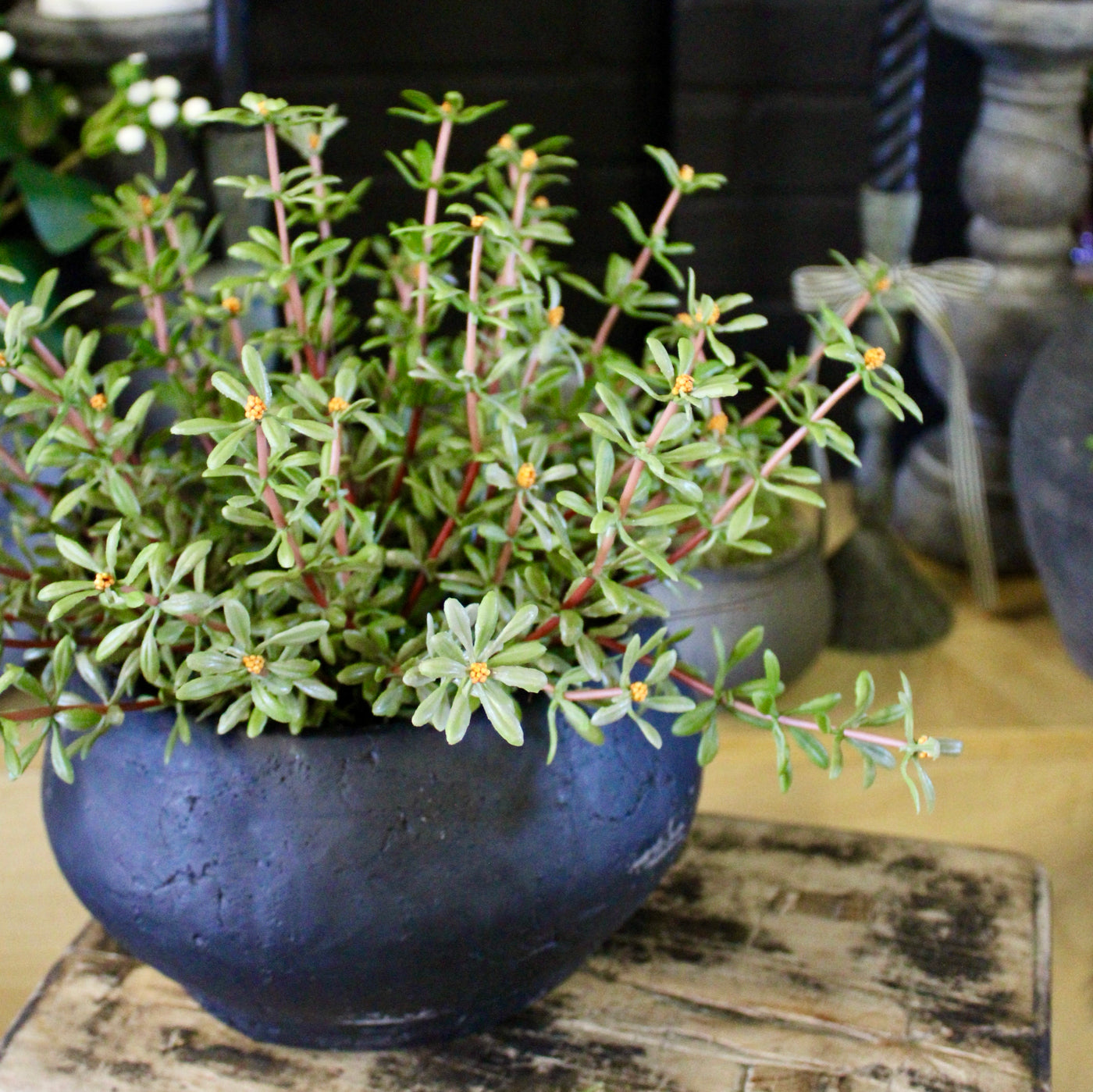 Potted Purslane Plants