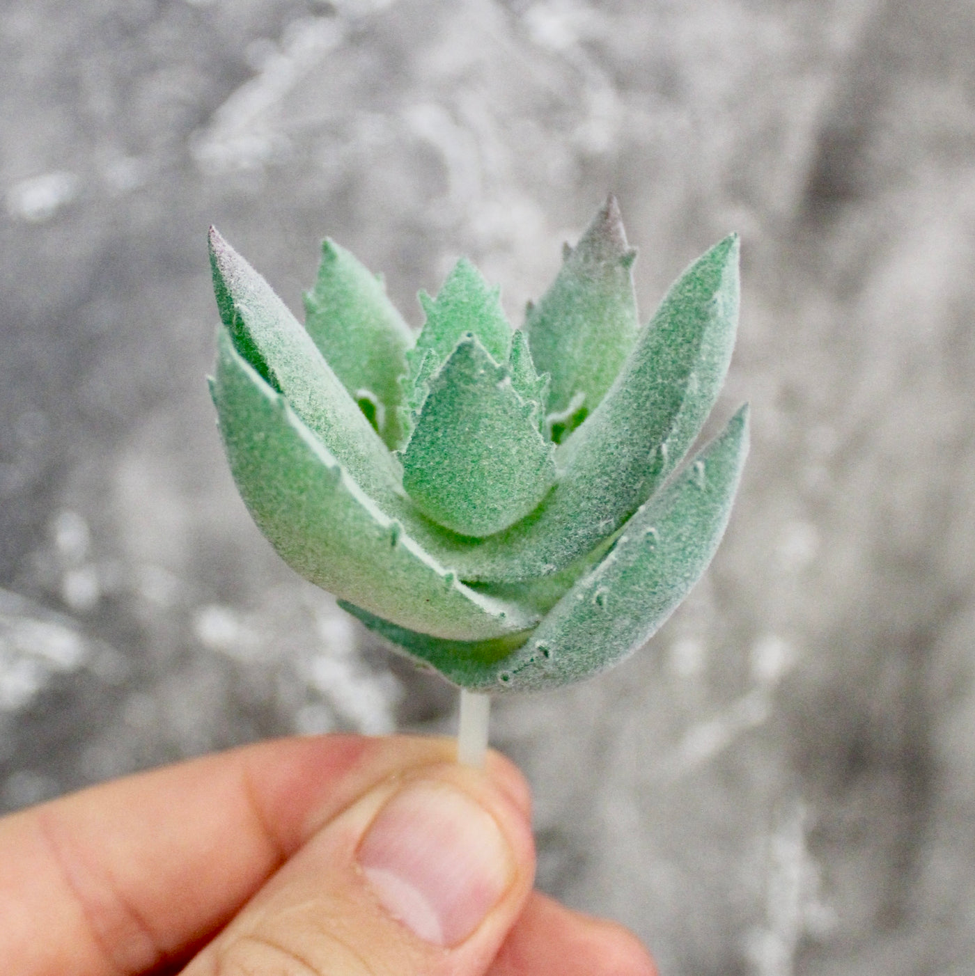 Assorted Mini Succulents
