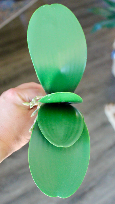 Orchid Leaf