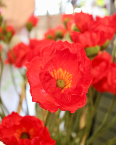 Red Poppy Stem