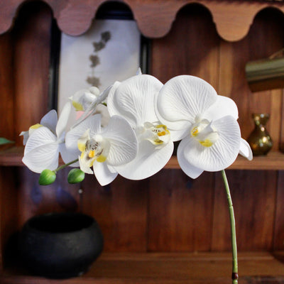 White Natural Touch Phalaenopsis Orchid