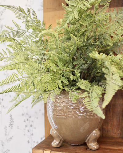 Potted Lace Fern