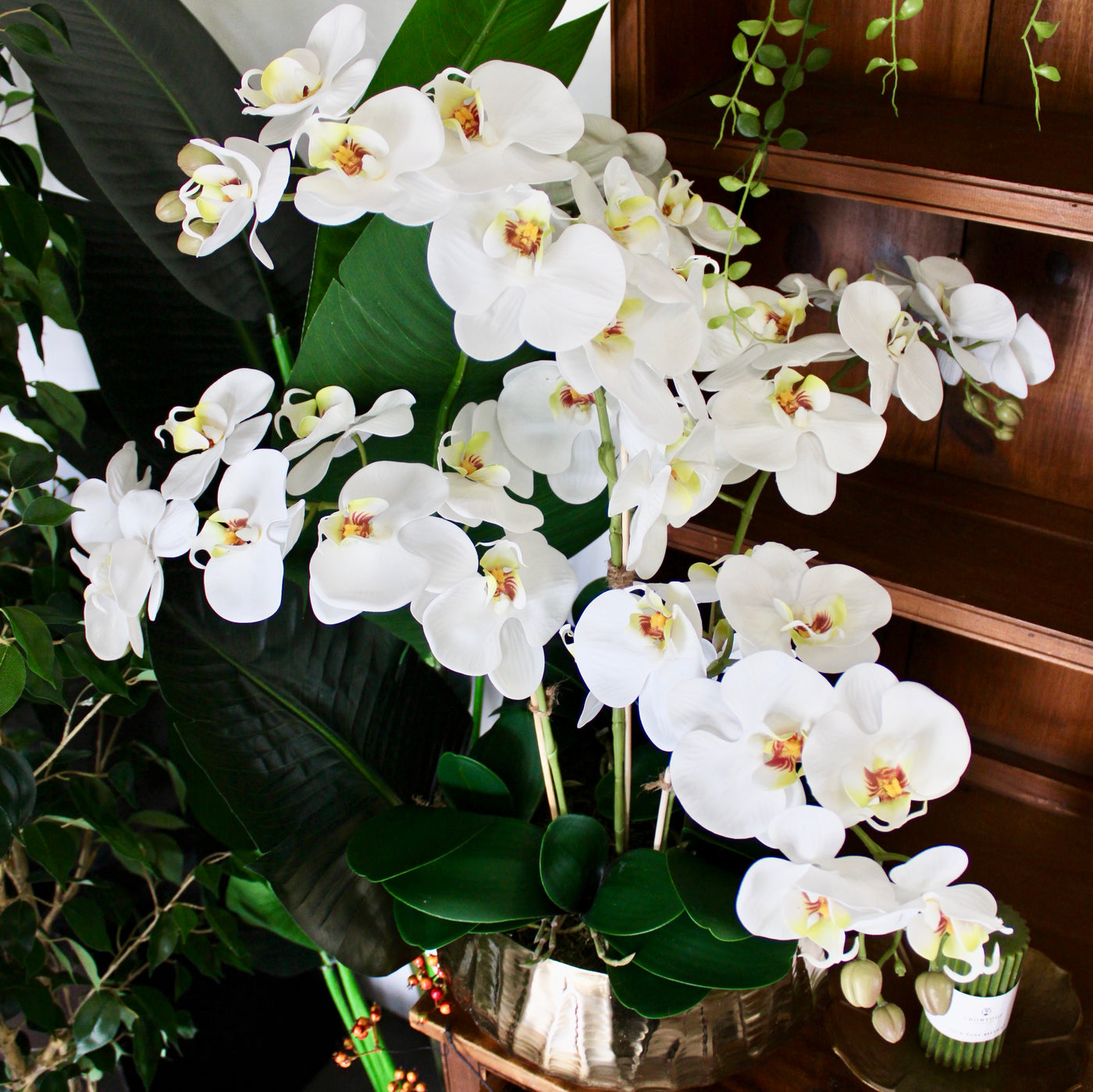 Large White Phalaenopsis Orchid Stem