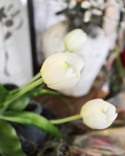 White Tulip Bundle (5 Stems)