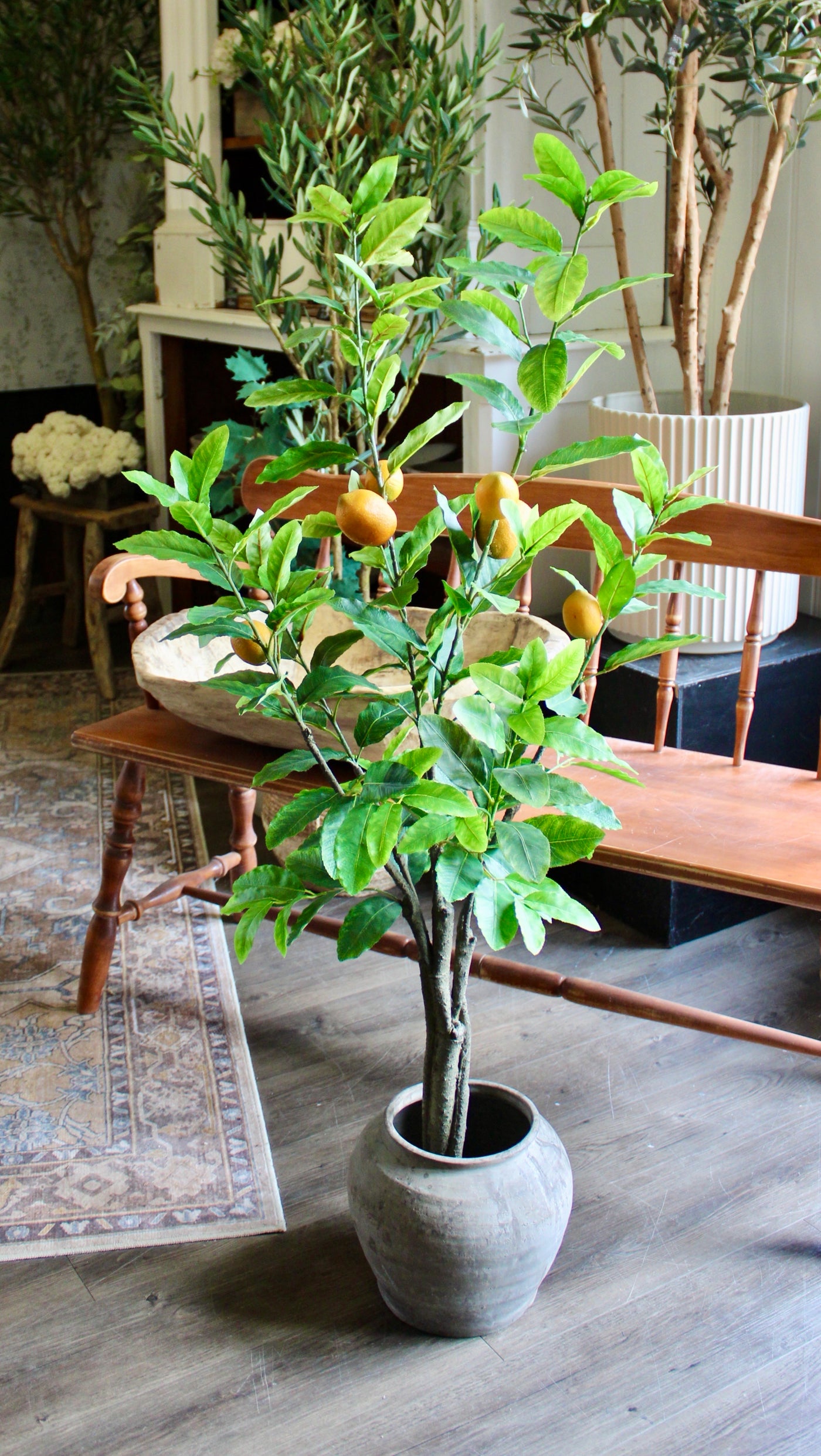 4’ Lemon Tree