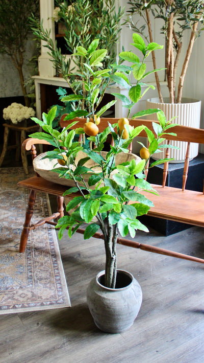 4’ Lemon Tree
