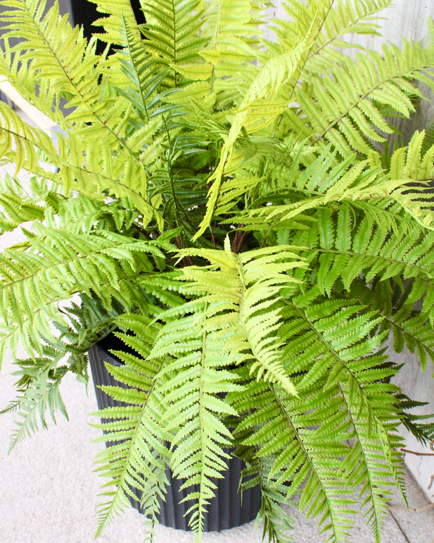 Lady Fern Drop-In