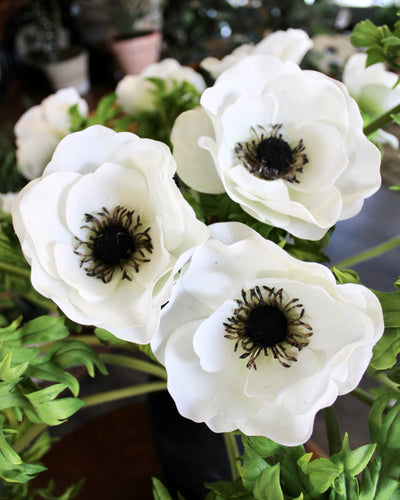 White Anenome Stem