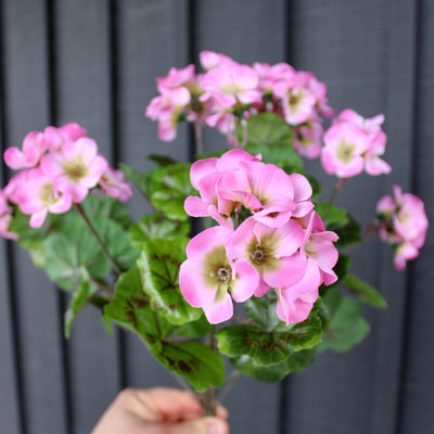 Upright Geranium Bush Pink