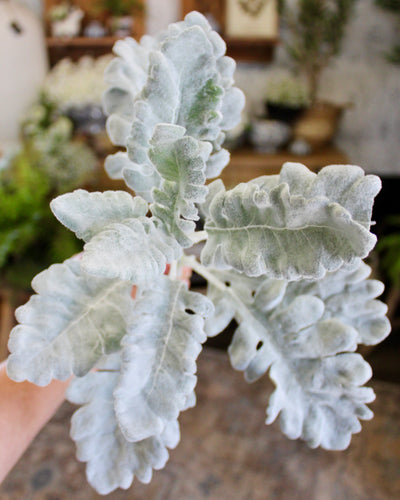 Dusty Miller Spray