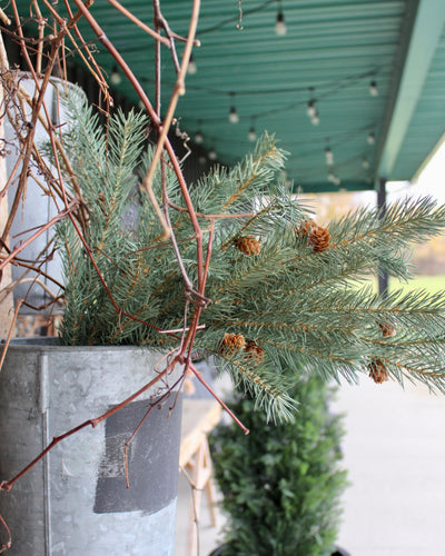 Colorado Spruce Bush