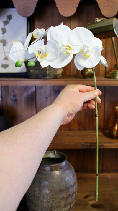 White Natural Touch Phalaenopsis Orchid