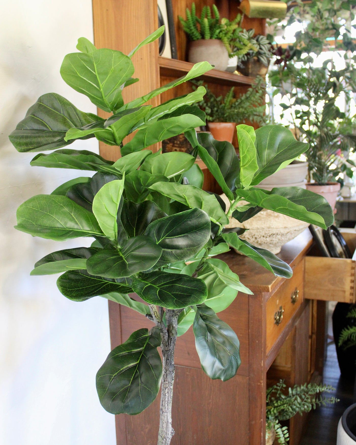 5’ Fiddle Leaf Fig Tree (Topiary)