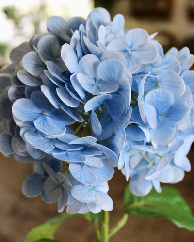 Powder Blue Hydrangea Stem