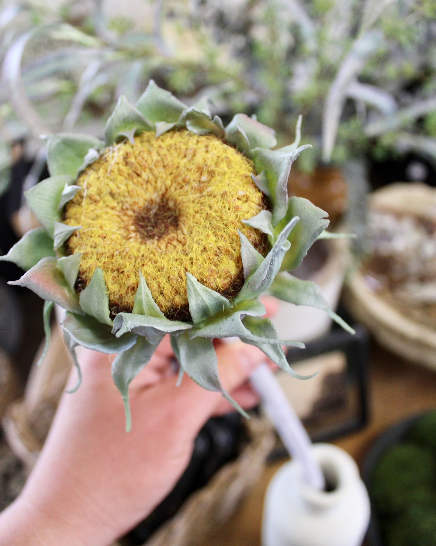 Yellow Sunflower Stem