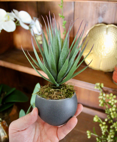 Potted Desert Yucca