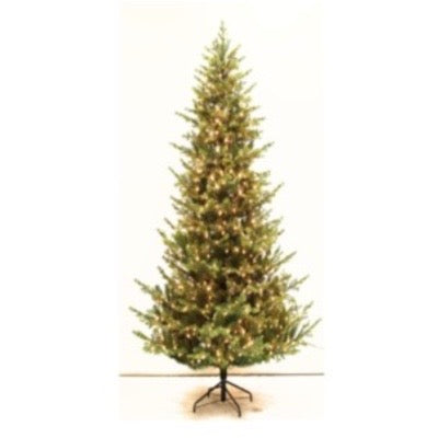 12’ Slim Fall River Spruce Tree