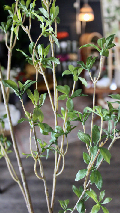 Mini Schefflera Branch