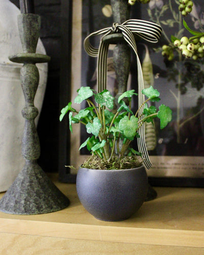 Potted Mini Ivy Sprigs