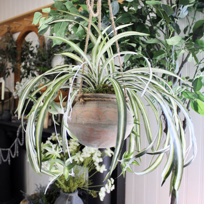 Spider Plant in Vintage Hanging Pot