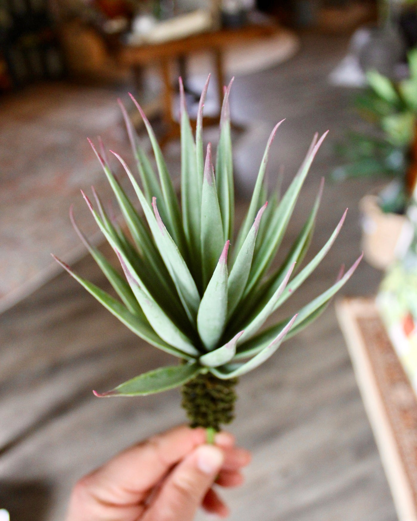 Desert Yucca