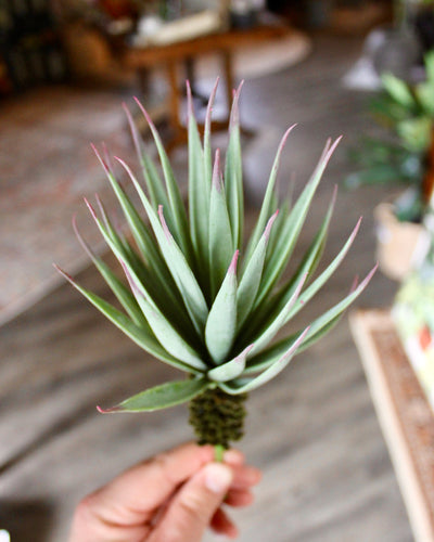 Desert Yucca