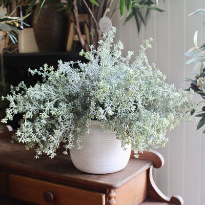 Seeded Eucalyptus Bush