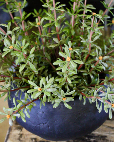 Potted Purslane Plants