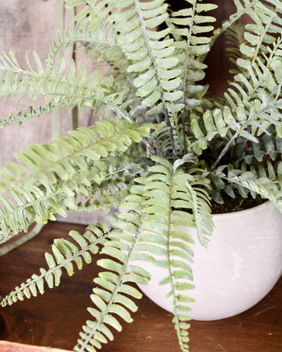 Potted Sword Fern