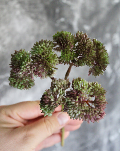Mini Burgundy/Green Sedum