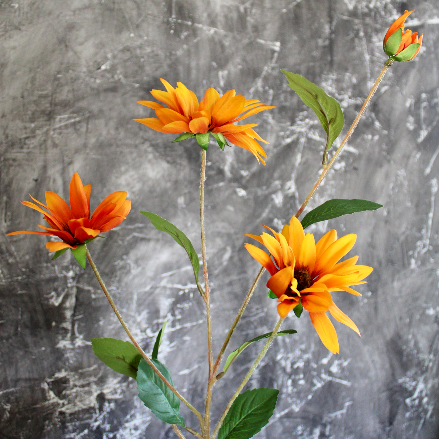Rudbeckia Stem
