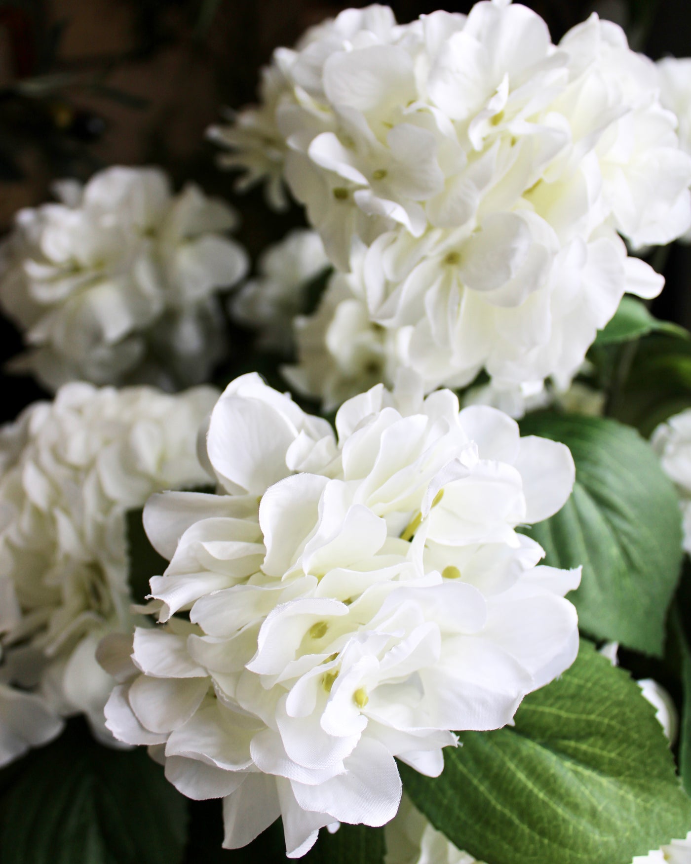 White Hydrangea Bush