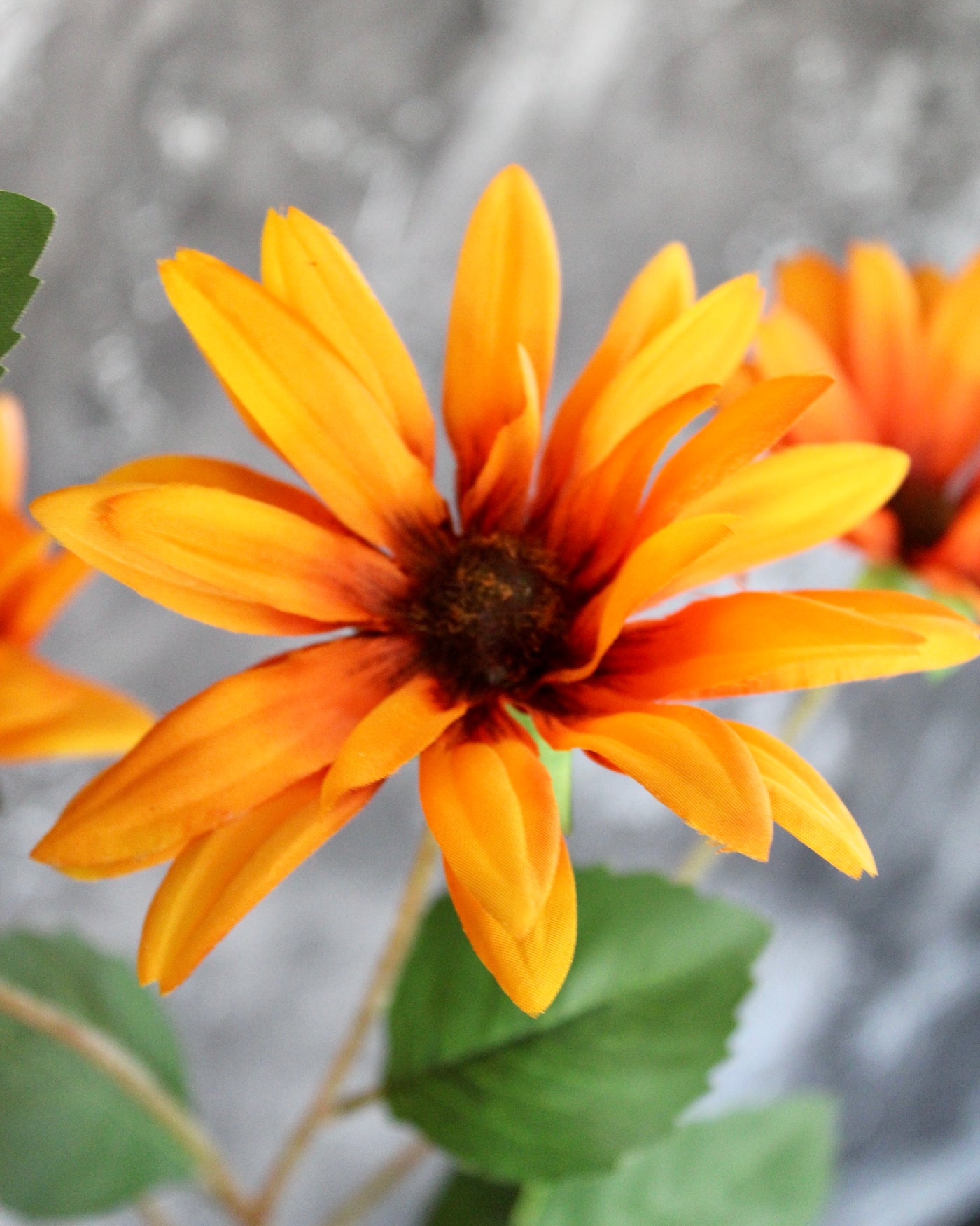 Rudbeckia Stem
