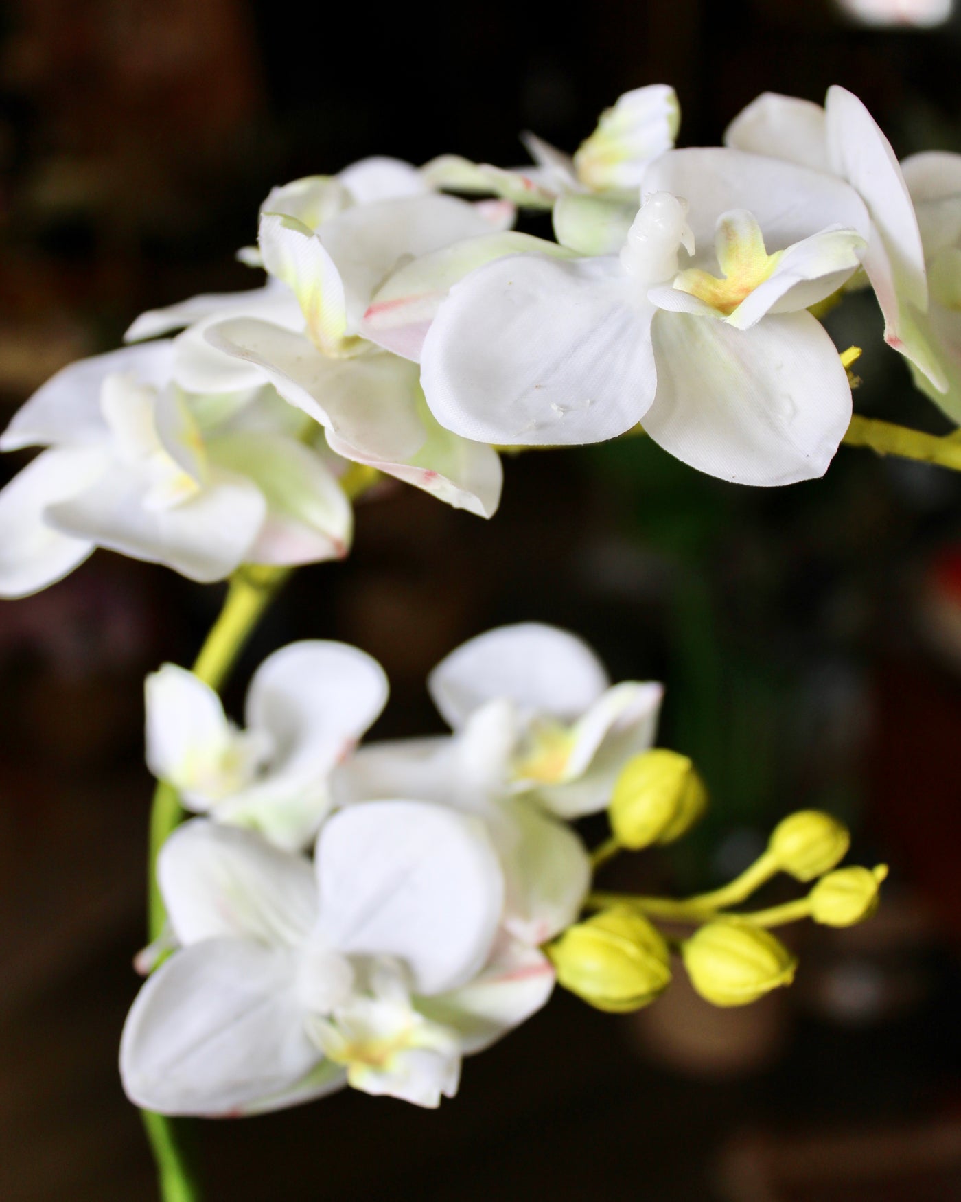 Small White Phalaenopsis Orchid Stem