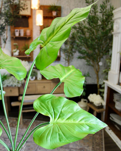 Taro Plant