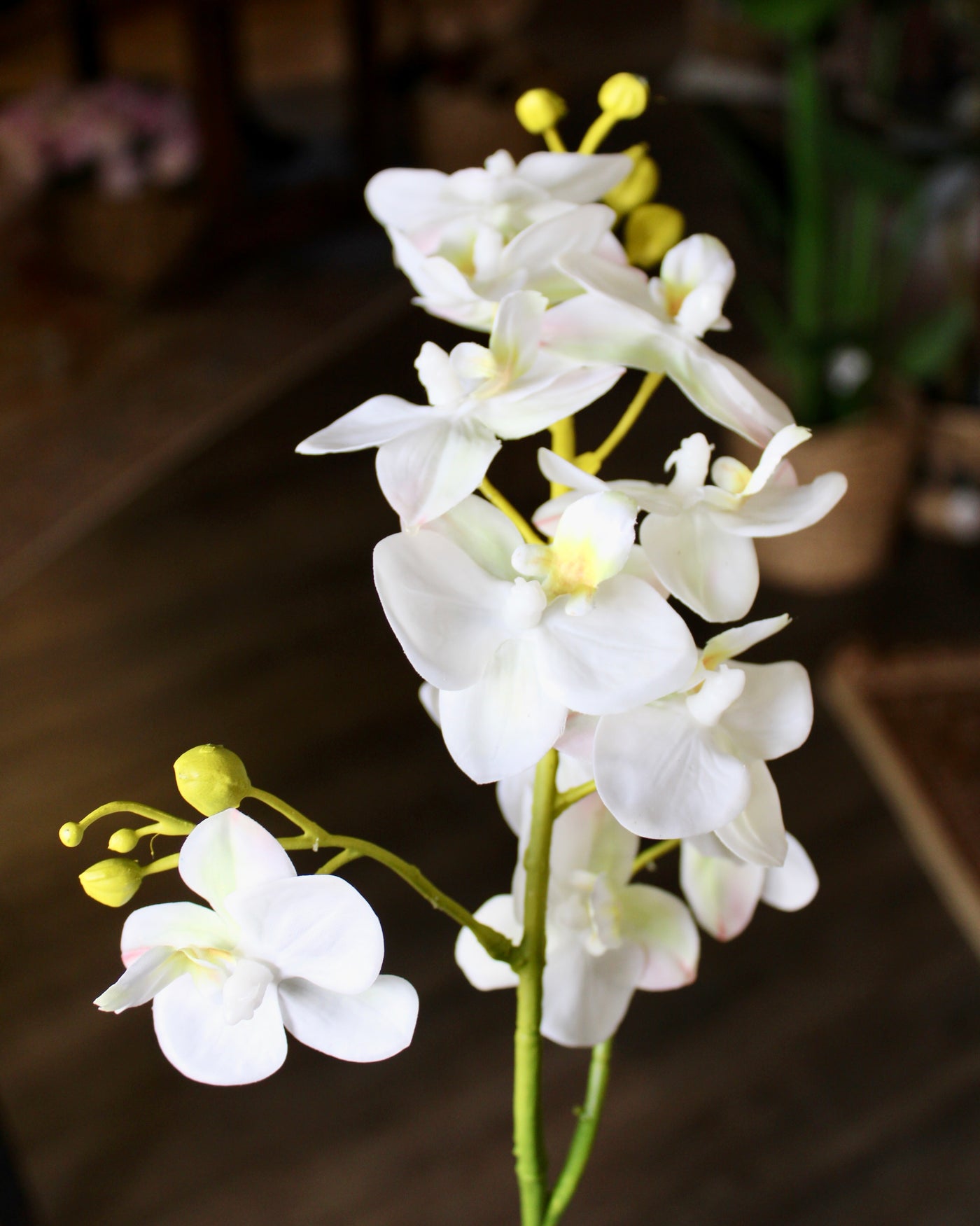 Small White Phalaenopsis Orchid Stem