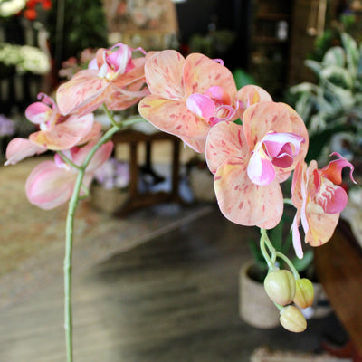 Pink Phalaenopsis Orchid Stem