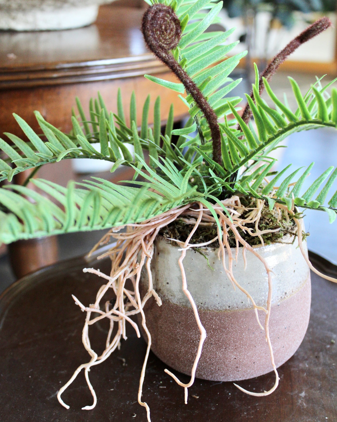 Potted Ostrich Fern