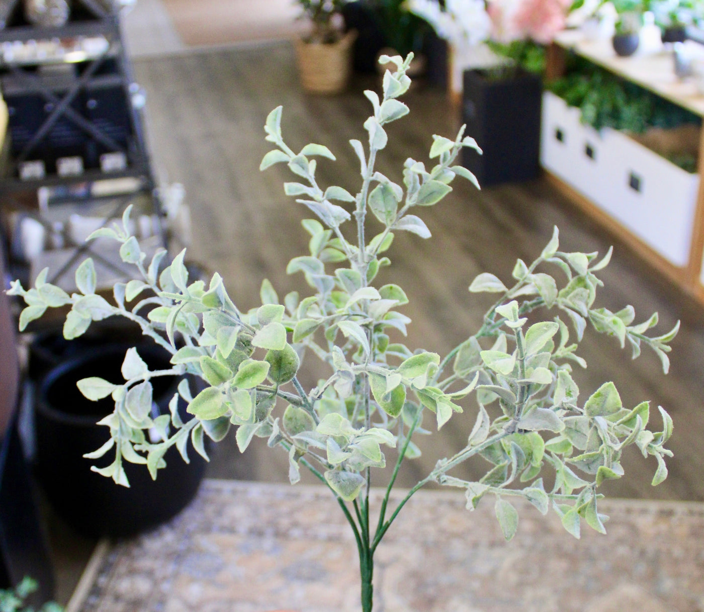 Tea Leaf Bush